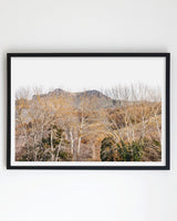 Framed in Black
