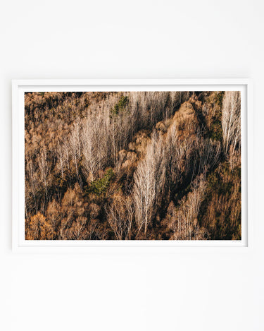 Autumn Fade