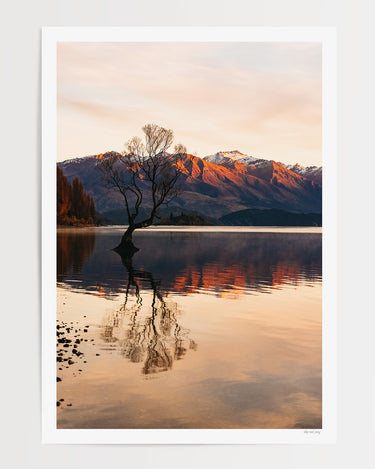 Copper Dawn • Lake Wanaka