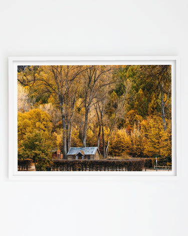 Golden Canopy, Arrowtown art print – white frame