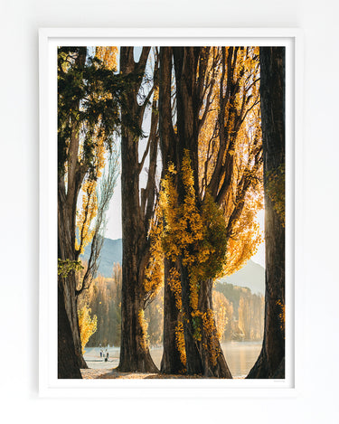 Art Print of Golden Willow Trees at Lake Wanaka