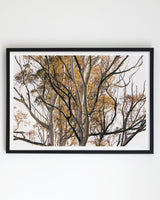 Framed in Black