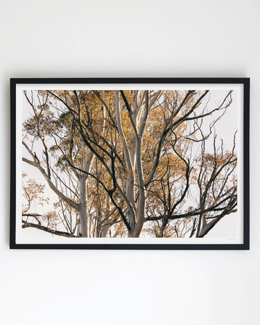 Framed in Black
