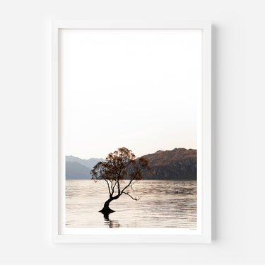 The Wanaka willow tree at golden hour art print