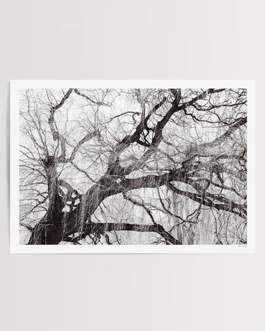 Willow tree photography print, Wanaka New Zealand - Print Only