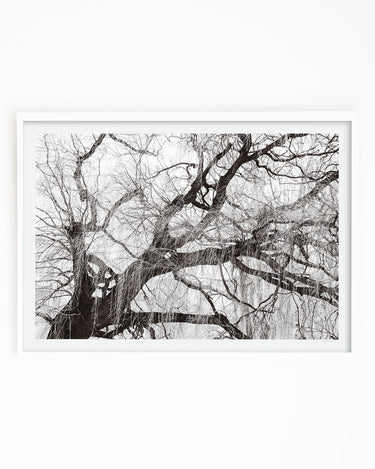Willow tree by Lake Wanaka, New Zealand, black and white fine art print