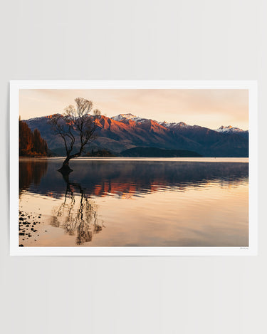 Winter Willow, Lake Wanaka