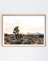 Framed in Oak
