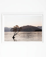 That Wanaka Tree Photography Print