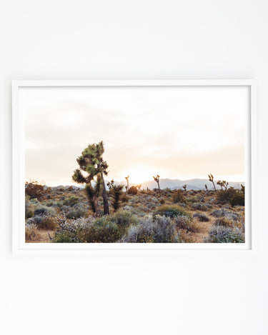 Framed in White