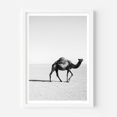 Camel in the Sahara Desert, Morocco - Alex and Sony