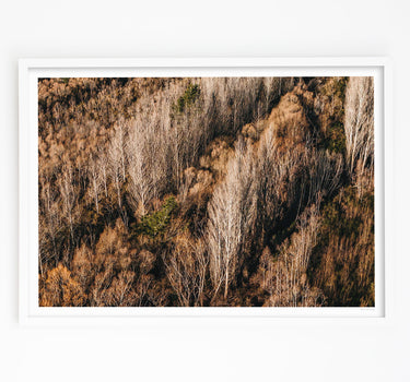 Autumn Fade