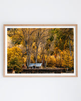 Golden Canopy, Arrowtown art print – oak frame