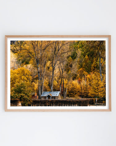 Golden Canopy, Arrowtown art print – oak frame
