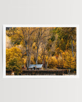 Golden Canopy, Arrowtown art print – unframed