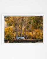 Golden Canopy, Arrowtown art print – white frame