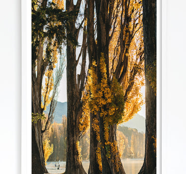 Art Print of Golden Willow Trees at Lake Wanaka 