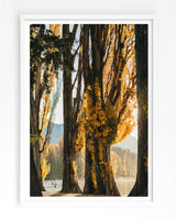 Art Print of Golden Willow Trees at Lake Wanaka 