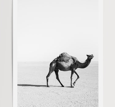 Camel in the Sahara Desert, Morocco