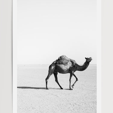 Camel in the Sahara Desert, Morocco