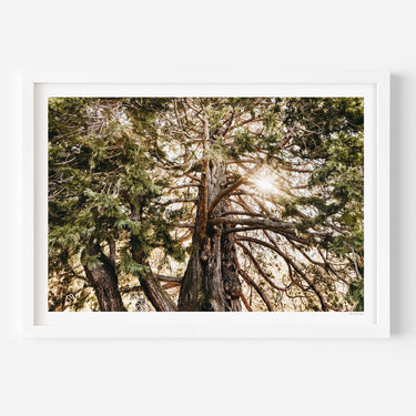 Sequoia Tree • Queenstown