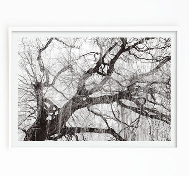 Willow tree by Lake Wanaka, New Zealand, black and white fine art print