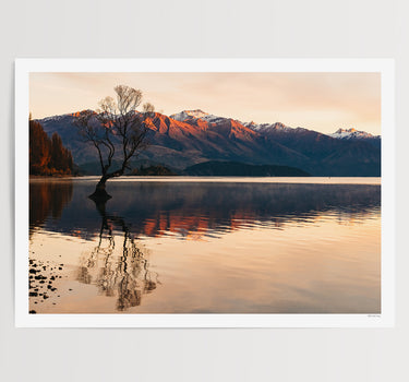 Winter Willow, Lake Wanaka