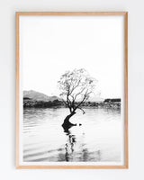 Framed in Oak