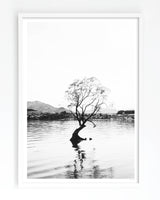 That Wanaka Willow Tree Art Print