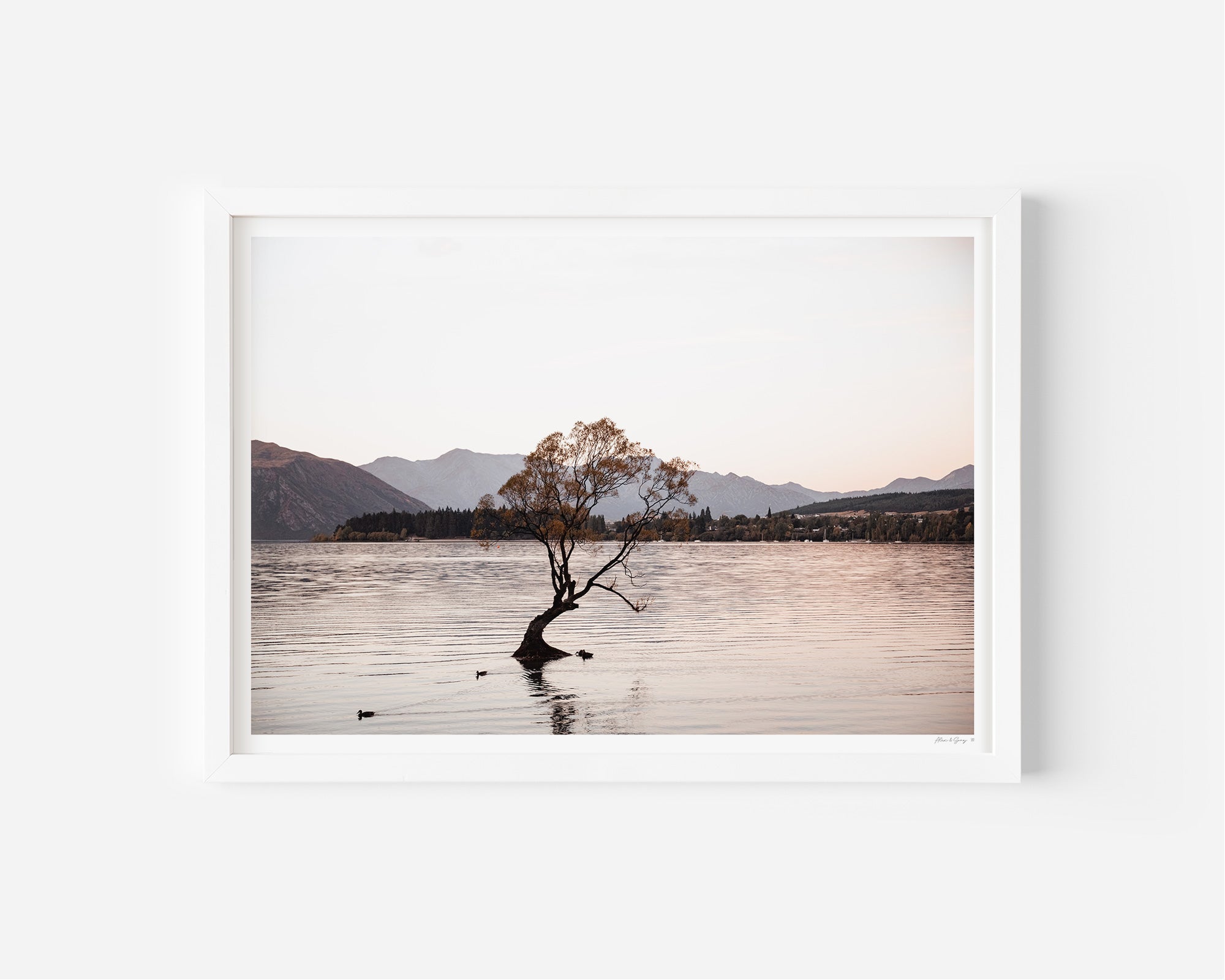 Lake Wanaka Willow Tree - Alex and Sony