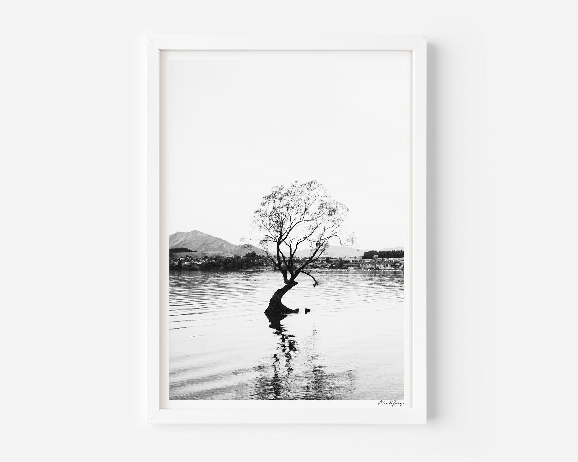 Wanaka Willow Tree | Lake Wanaka - Alex and Sony